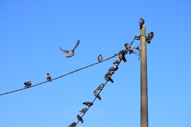 一群鸟站在电线上