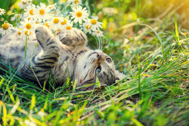 草丛小猫