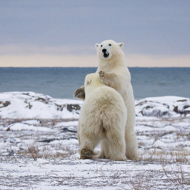 北极熊拥抱