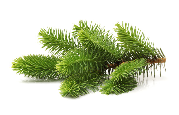 fir