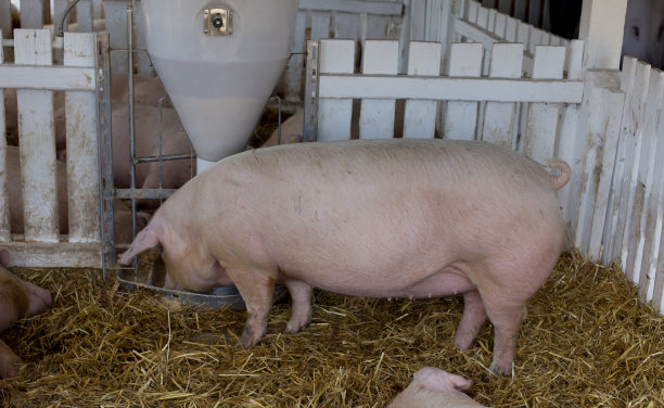 现代化养猪场