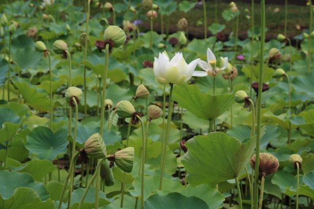 水草种子