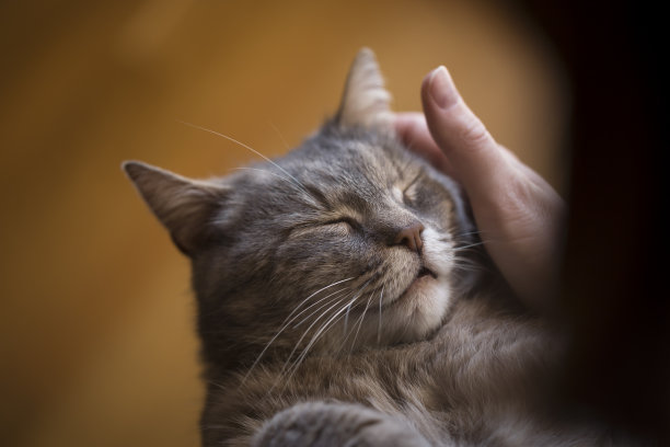 女孩抱着猫咪睡觉