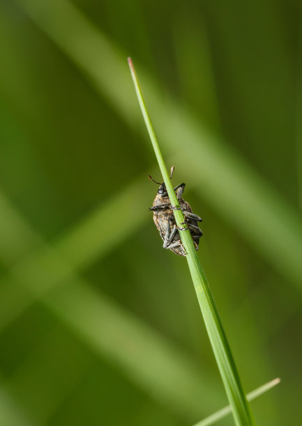 象鼻虫摄影