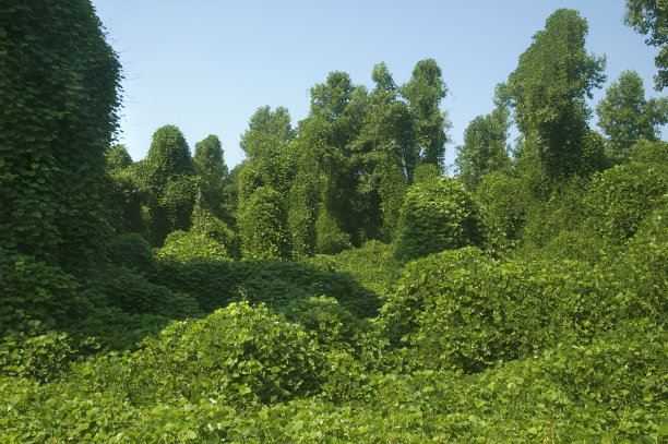 野葛根