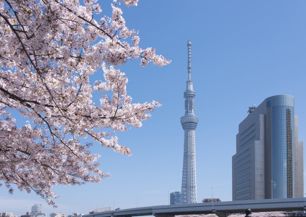 东京樱花