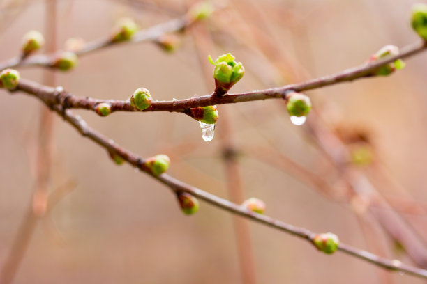 春天树枝嫩芽