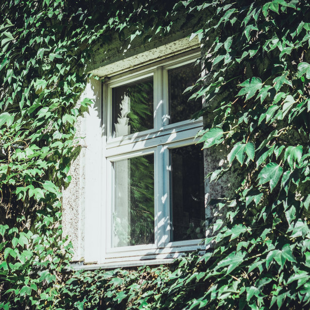 被植物围绕的窗户