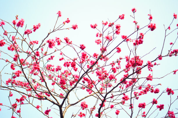 香港樱花