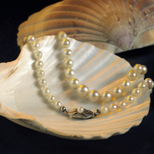 珠母珍珠蚌