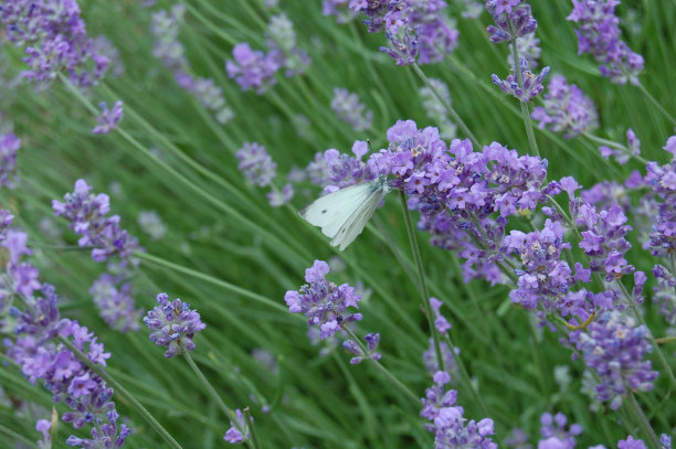 白蝴蝶和紫色薰衣草