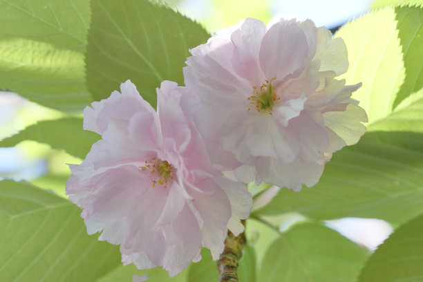 美,日本文化,里山