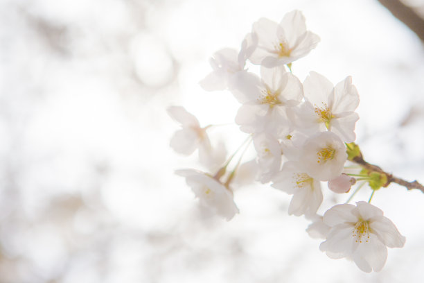 白色樱花春天