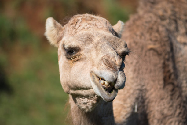 一只骆驼的笑容