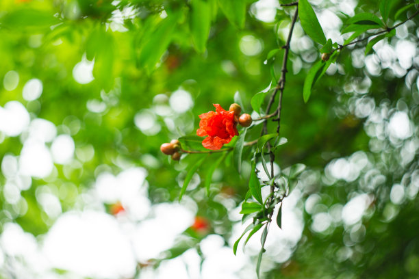 颜色夏季石榴树