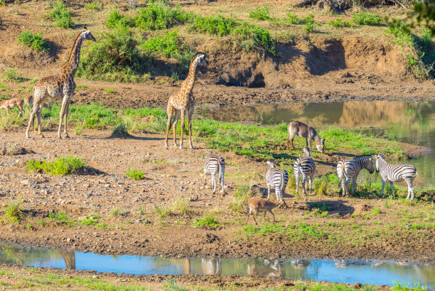 一群长颈鹿