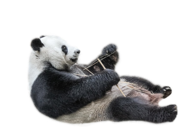 高清大熊猫