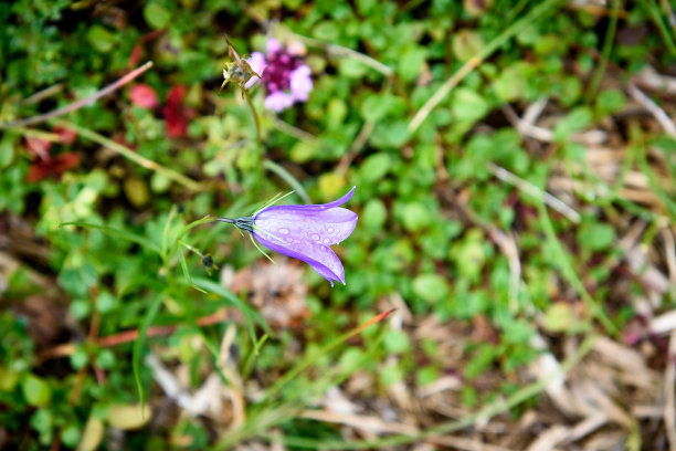 蓝花草