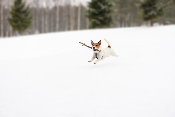 玩雪的人