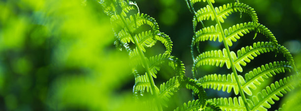 森林植被