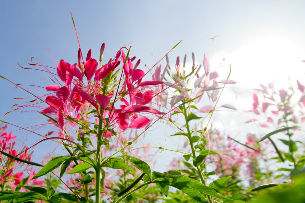 多彩醉蝶花