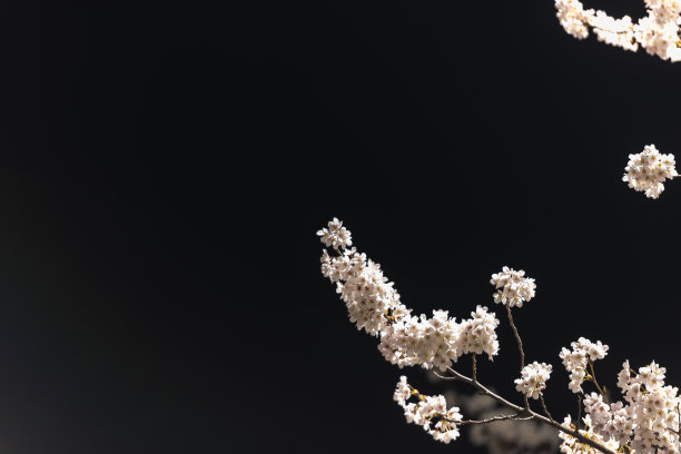 白色樱花,暗色背景