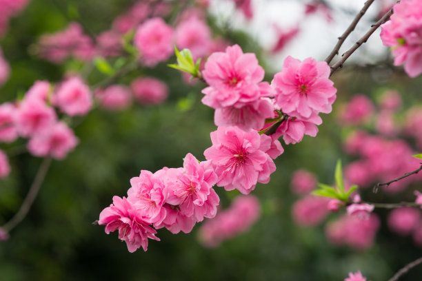 粉色梅花,美人