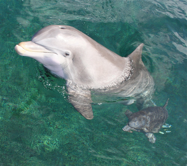 小海豚