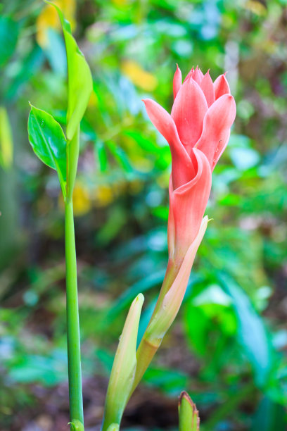 火炬花采蜜