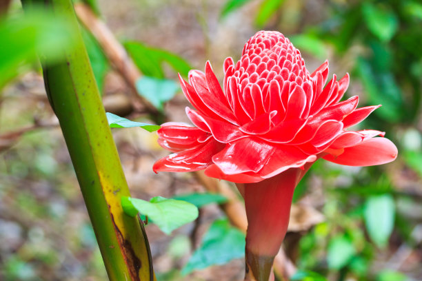 火炬花采蜜