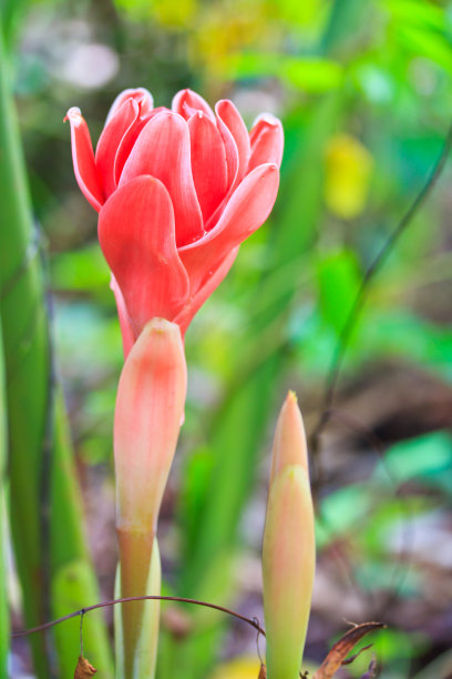 火炬花采蜜