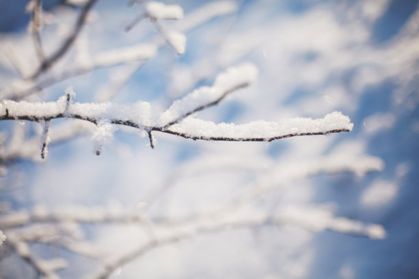 积雪树枝