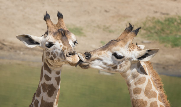 长颈鹿的亲吻