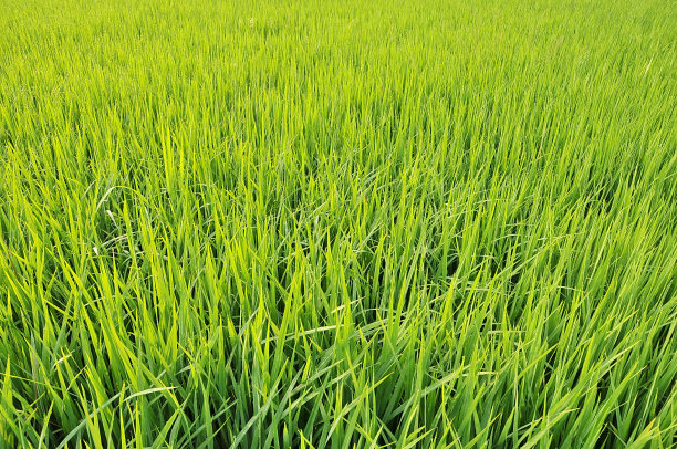 小米丰收季节