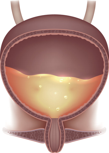 膀胱