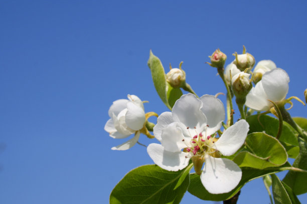 蜜香金芽