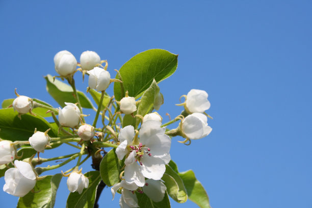 蜜香金芽