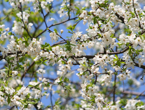 蜜香金芽