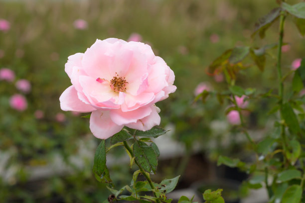 rugosa