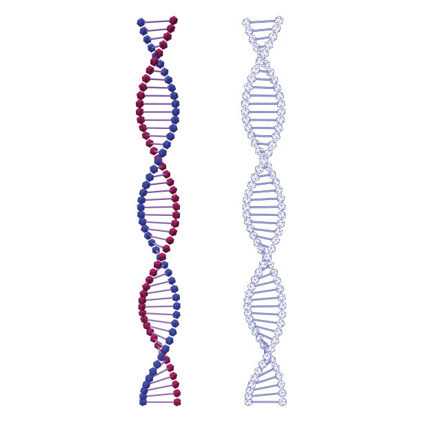 dna基因双螺旋结构