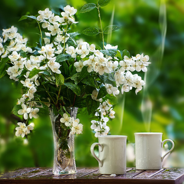 茉莉花树