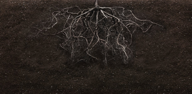 土壤中的根