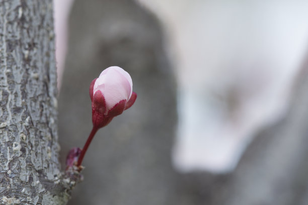 花蕾梅园