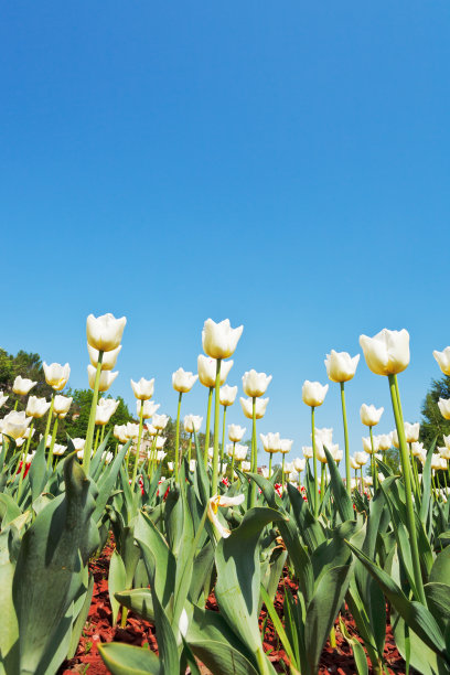 兰色底小白花