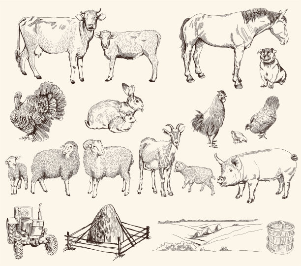 家畜绵羊图片