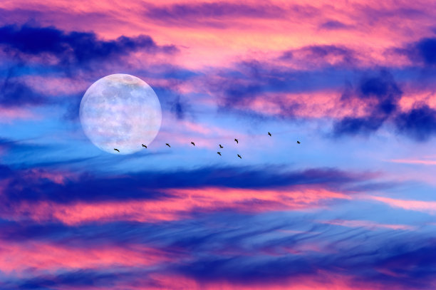 群鸟与月