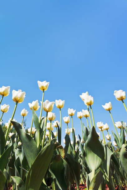 兰色底小白花