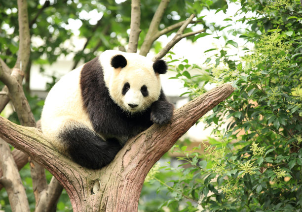 大熊猫,水平画幅,巨大的