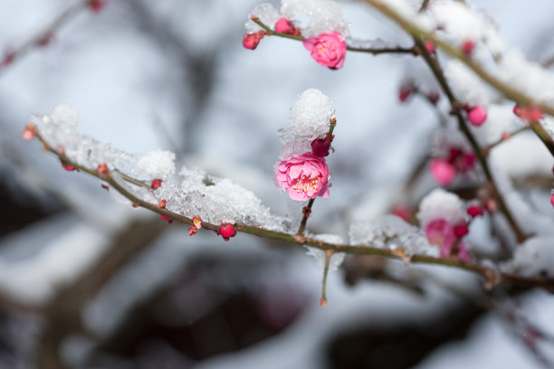 梅花雪景