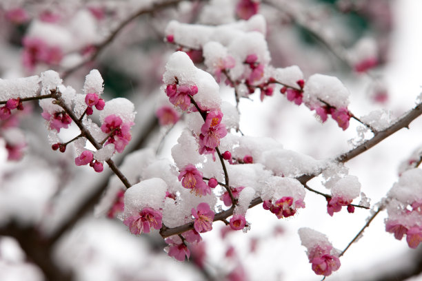 雪中梅花